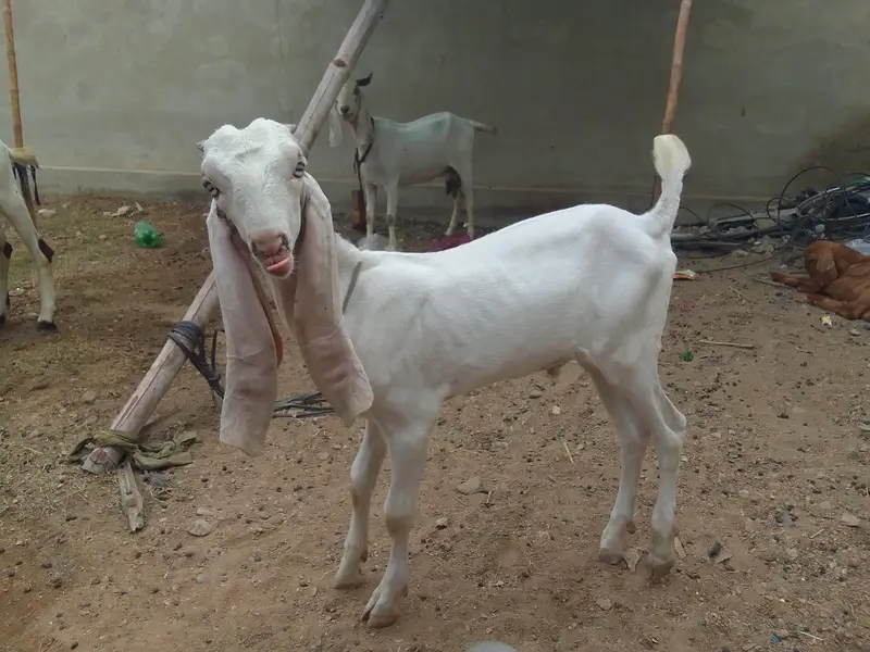 Breader Bakra ,Bakri with 2 females kids & Golbai bakra — photo 4