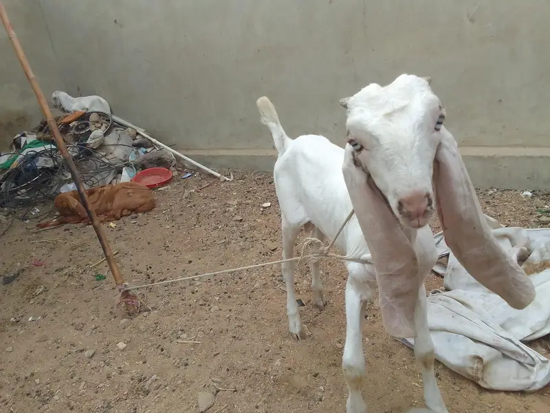 Breader Bakra ,Bakri with 2 females kids & Golbai bakra — photo 5