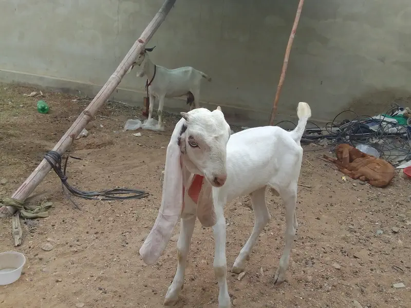 Breader Bakra ,Bakri with 2 females kids & Golbai bakra — photo 6