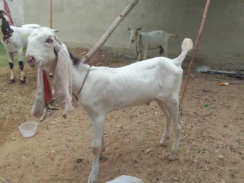 Breader Bakra ,Bakri with 2 females kids & Golbai bakra — photo 7
