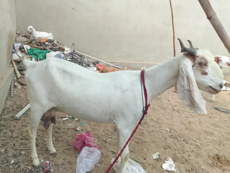 Breader Bakra ,Bakri with 2 females kids & Golbai bakra — photo 8