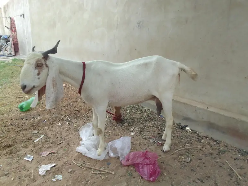 Breader Bakra ,Bakri with 2 females kids & Golbai bakra — photo 9