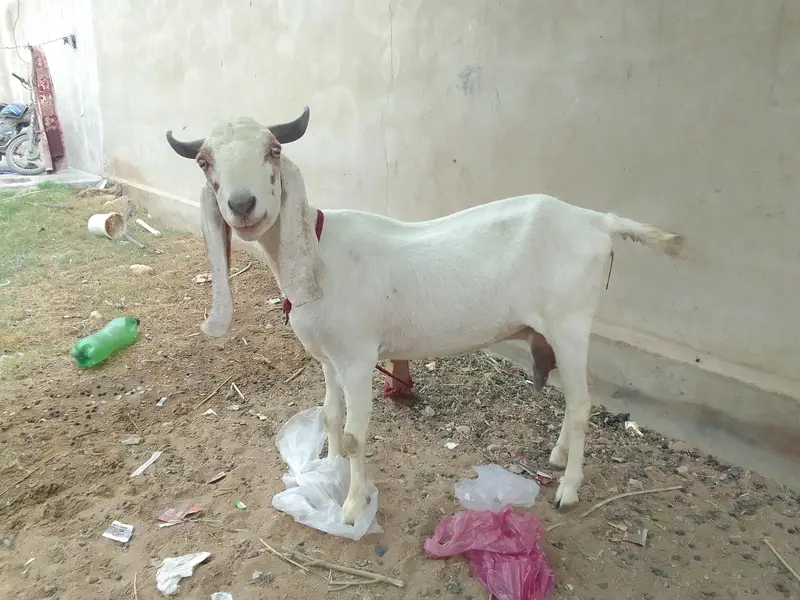 Breader Bakra ,Bakri with 2 females kids & Golbai bakra — photo 10