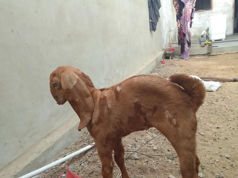 Breader Bakra ,Bakri with 2 females kids & Golbai bakra — photo 11