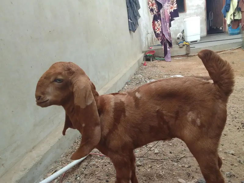 Breader Bakra ,Bakri with 2 females kids & Golbai bakra — photo 12