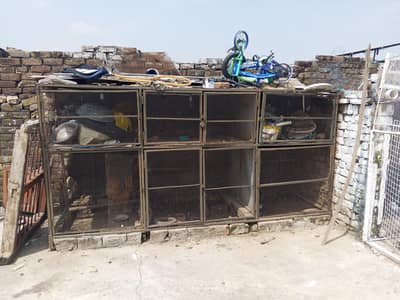 Aseel hen Cage