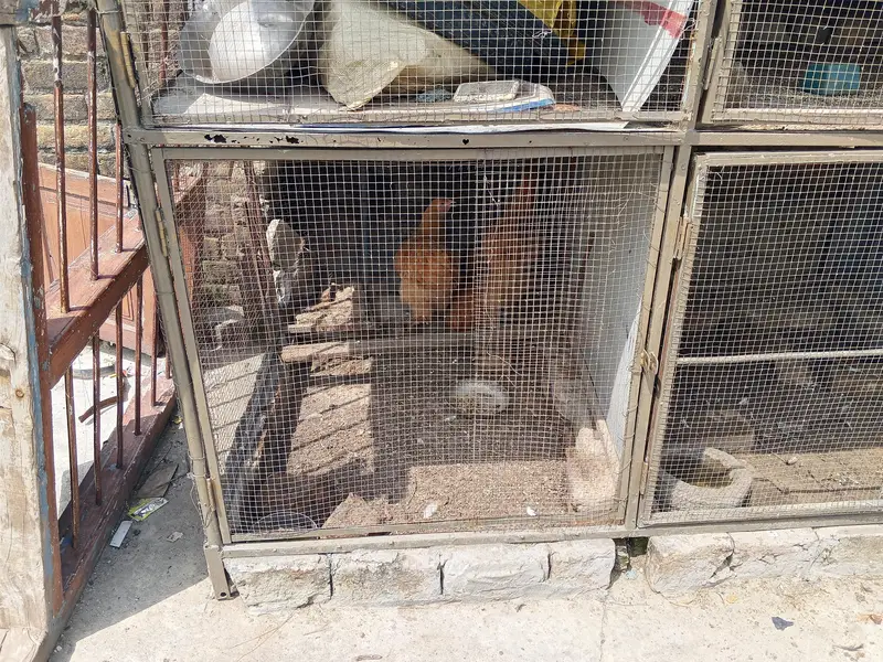 Aseel hen Cage — photo 2