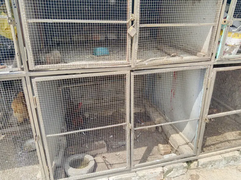 Aseel hen Cage — photo 3