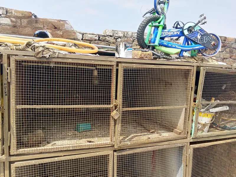 Aseel hen Cage — photo 4