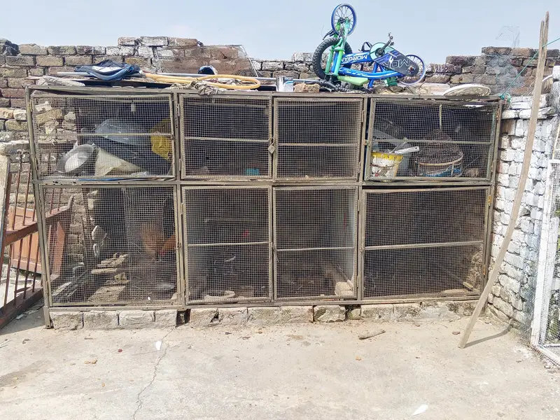 Aseel hen Cage — photo 5