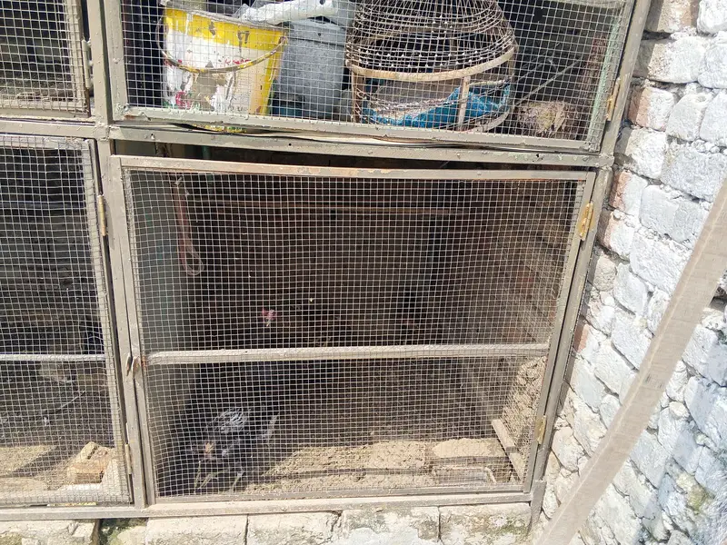Aseel hen Cage — photo 6