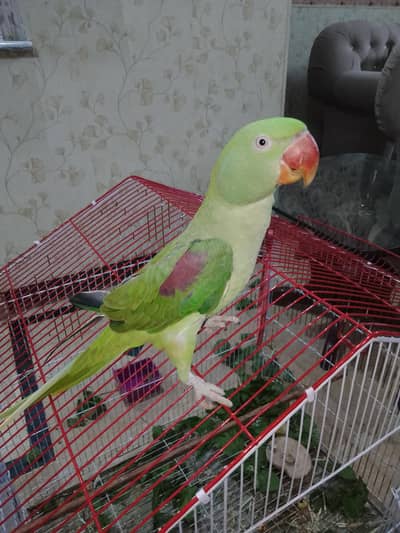 talking parrot