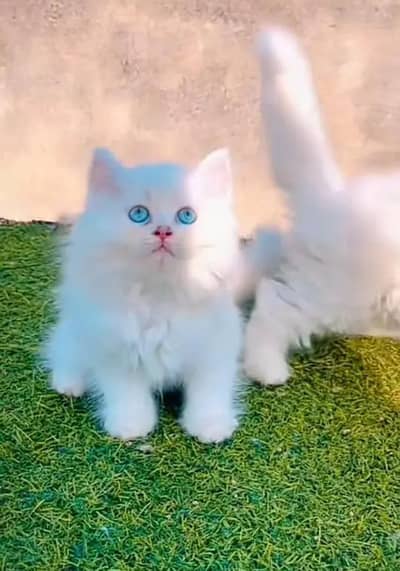 (Persian female kitten) (for sale all) (Pakistan delivery available)