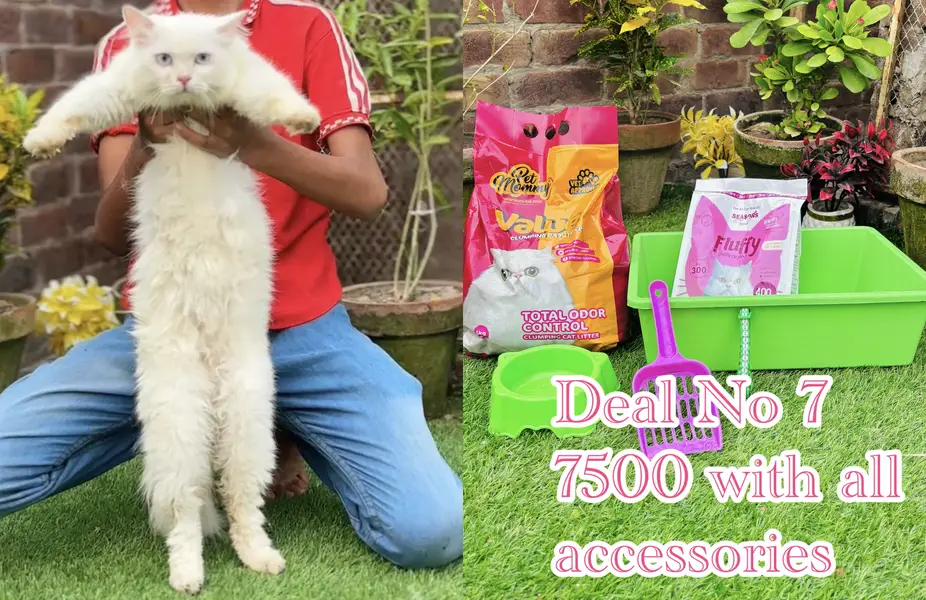 cats per bht zada gifts free    03054978053 — photo 4