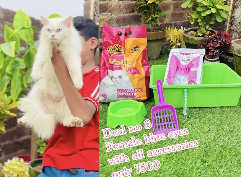 cats per bht zada gifts free    03054978053 — photo 5