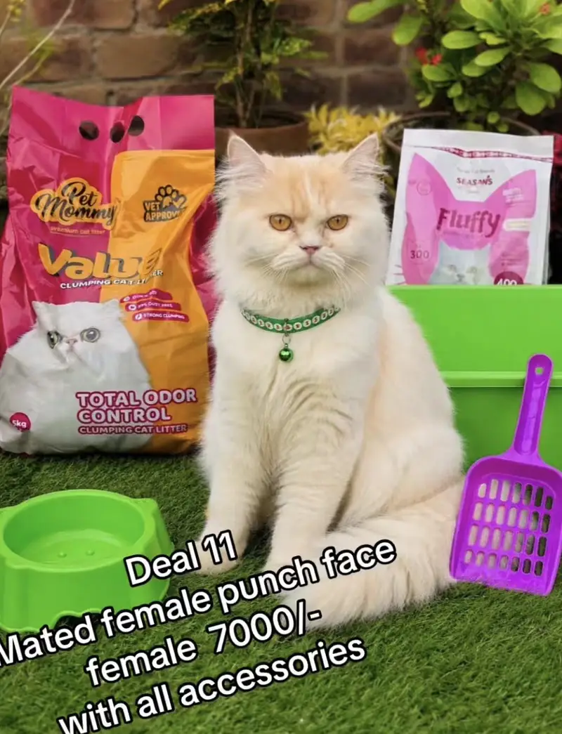 cats per bht zada gifts free    03054978053 — photo 10