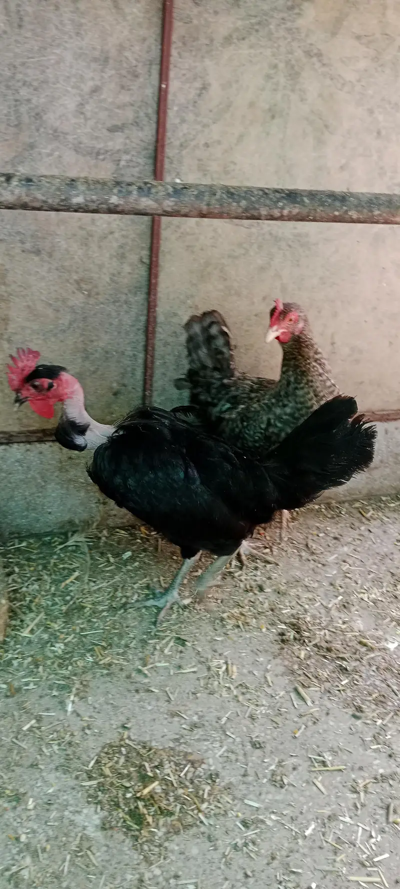 egg laying hens — photo 2