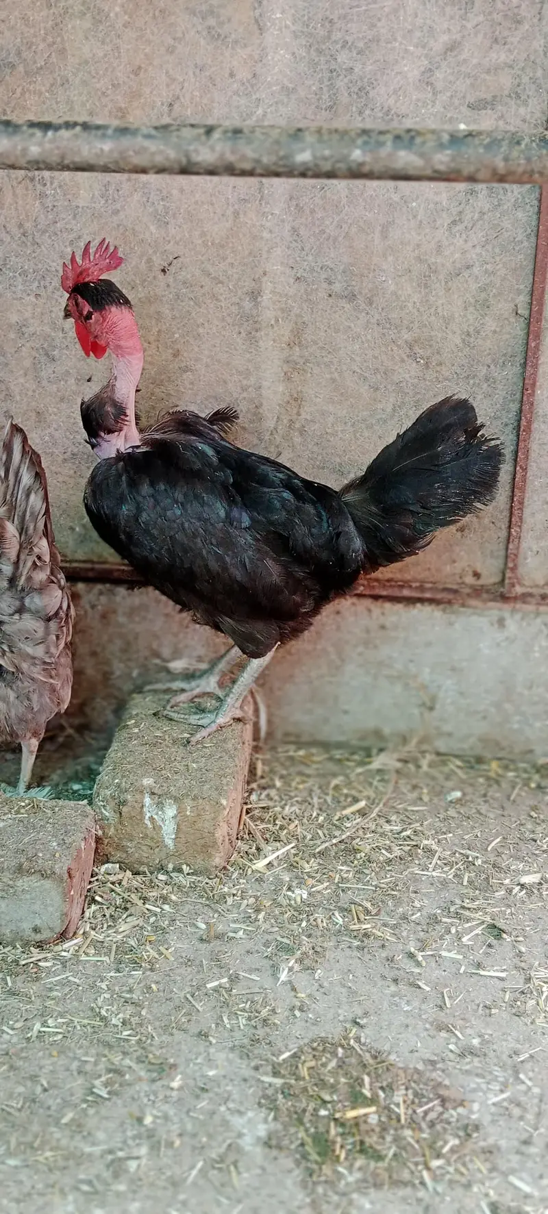 egg laying hens — photo 3