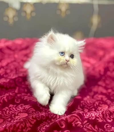 (Persian female kitten) (for sale all) (Pakistan delivery available)