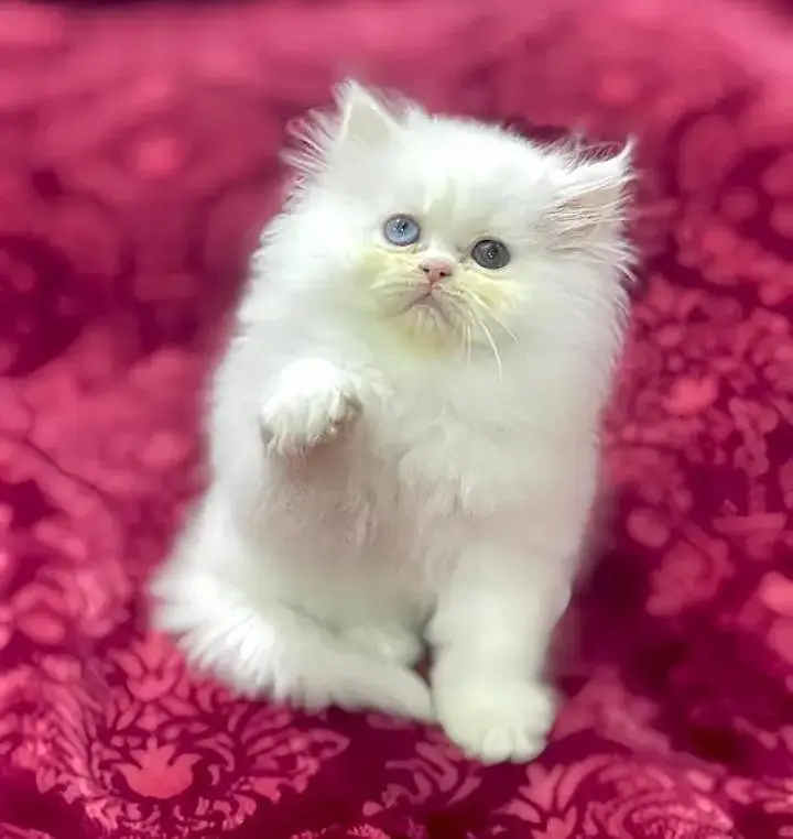 (Persian female kitten) (for sale all) (Pakistan delivery available) — photo 2