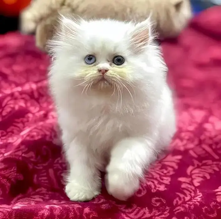 (Persian female kitten) (for sale all) (Pakistan delivery available) — photo 3