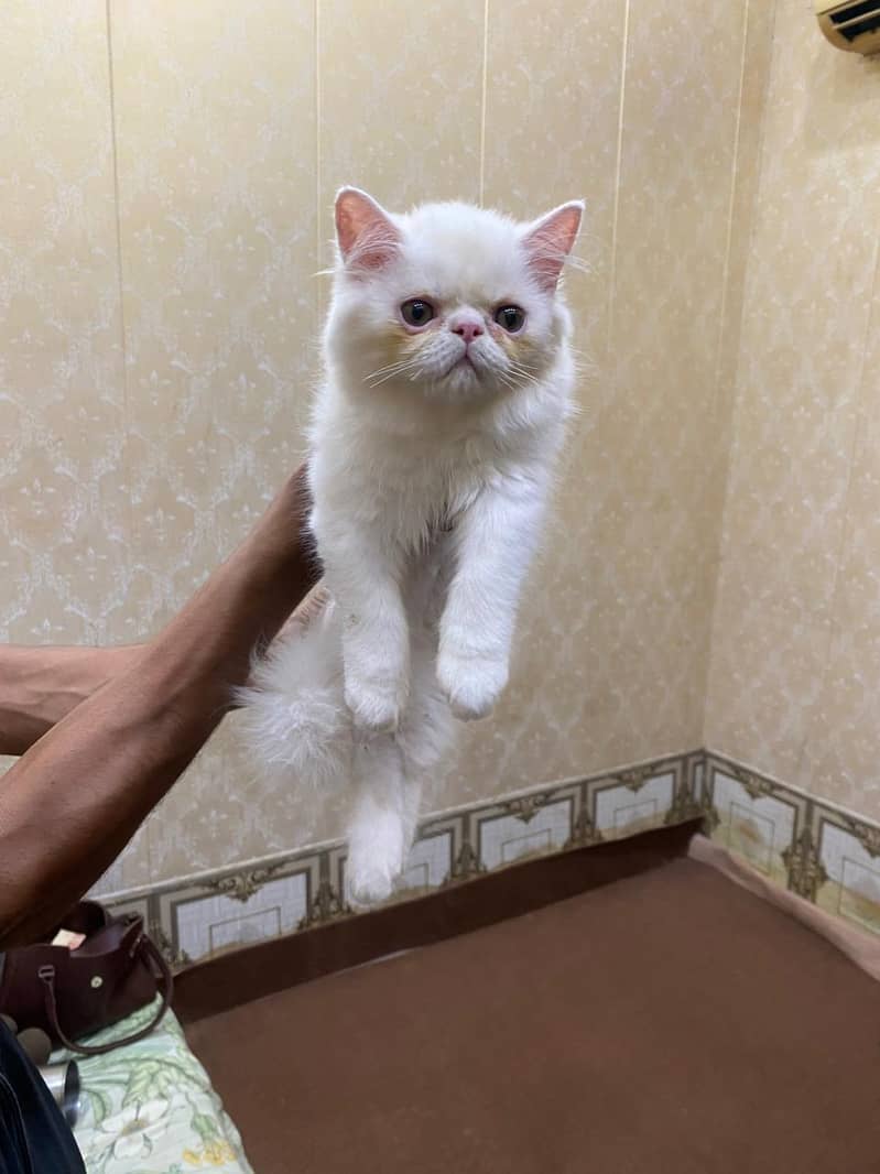 punch face kitten 0