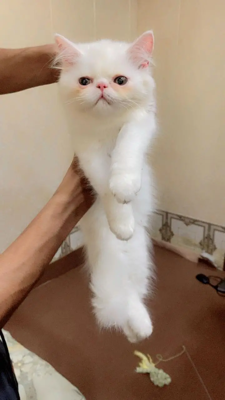 punch face kitten — photo 2