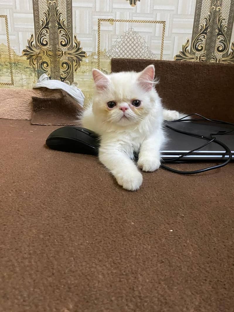 punch face kitten 2