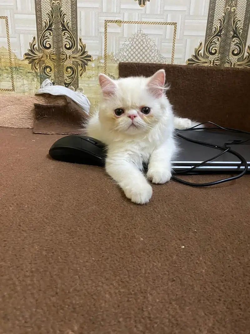 punch face kitten — photo 3