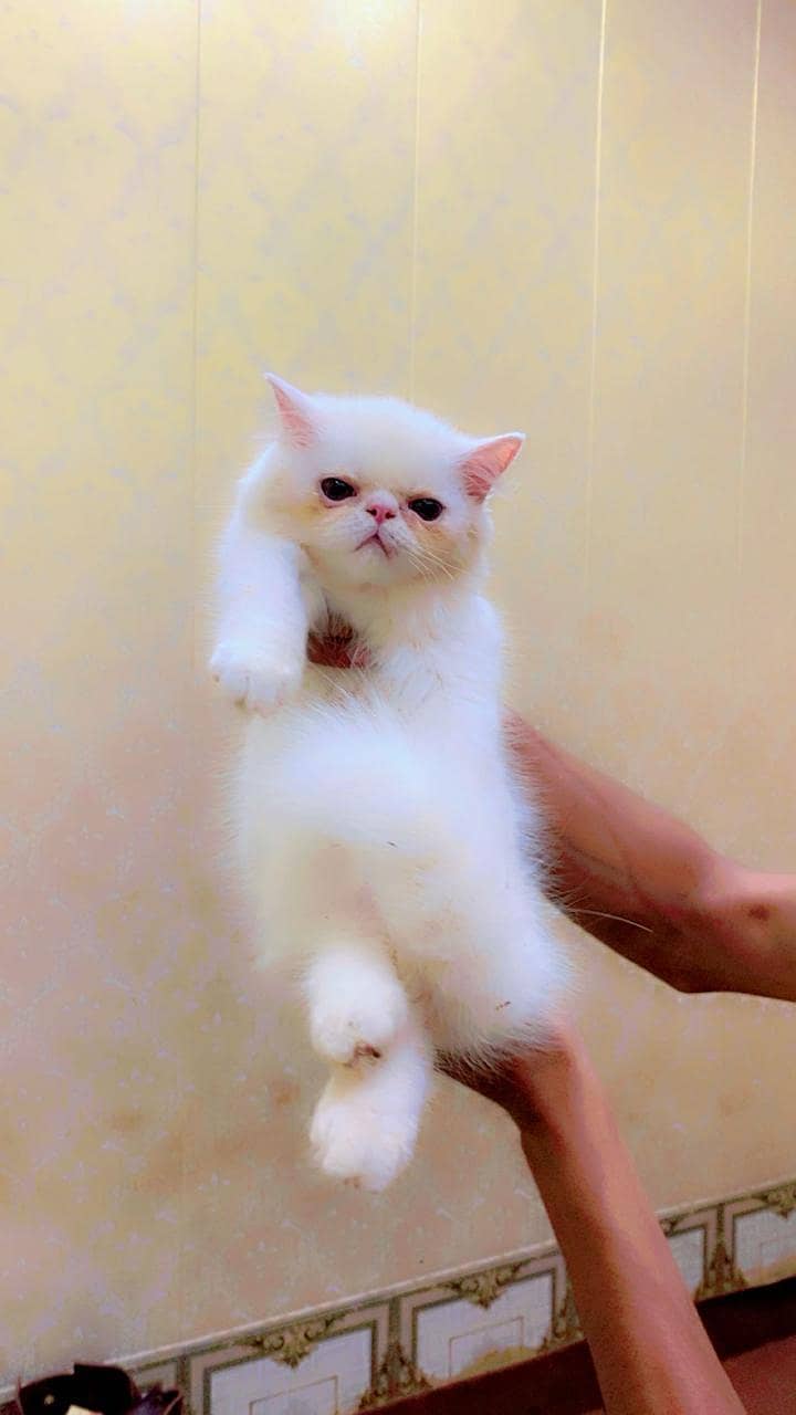 punch face kitten 3