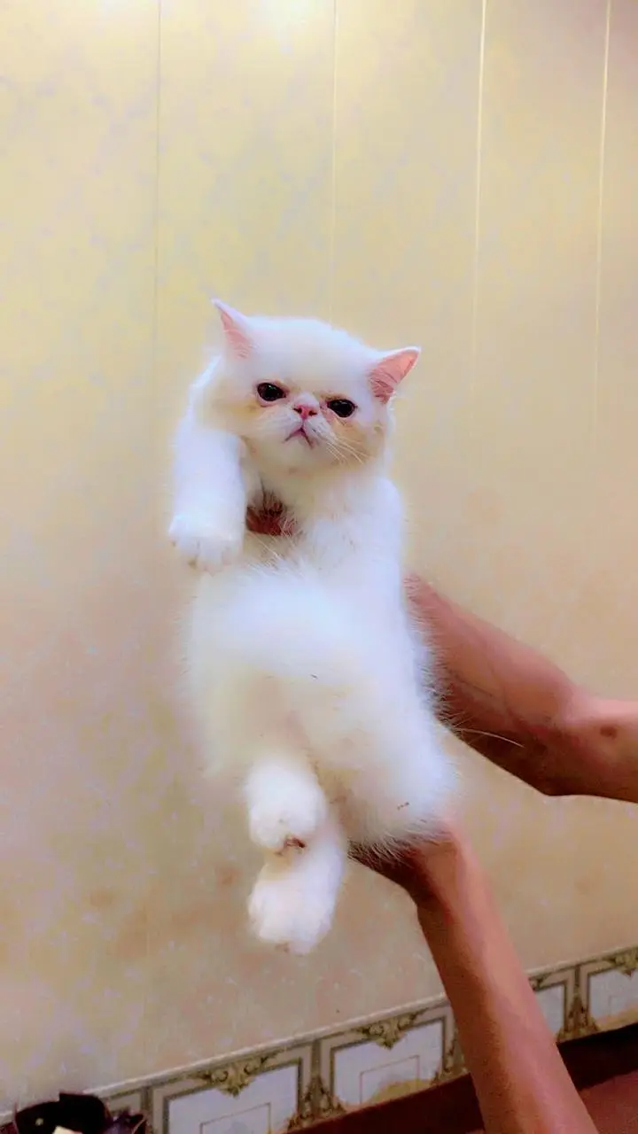punch face kitten — photo 4