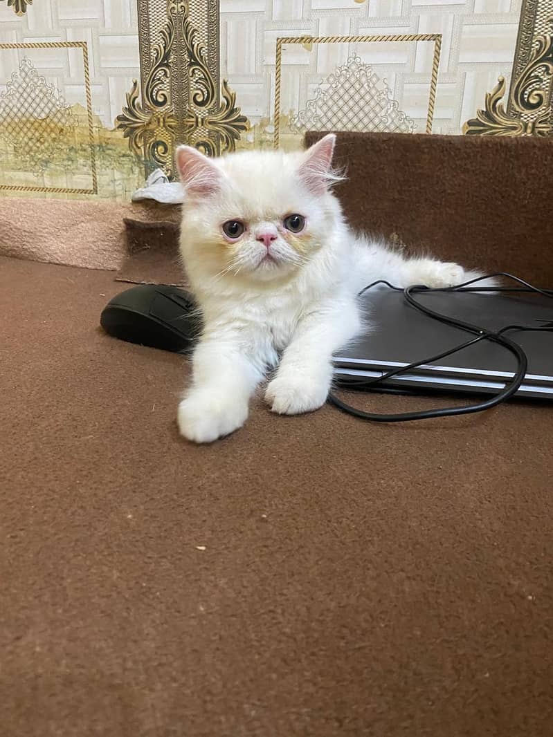 punch face kitten 4