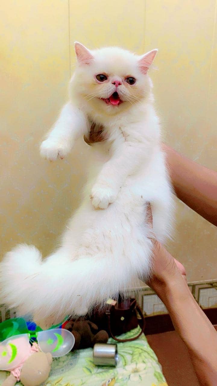 punch face kitten 5