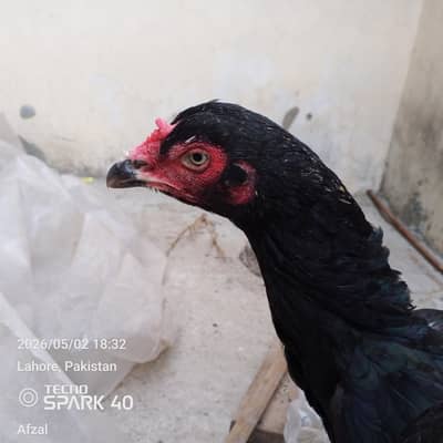 Aseel Thai Hen for sale