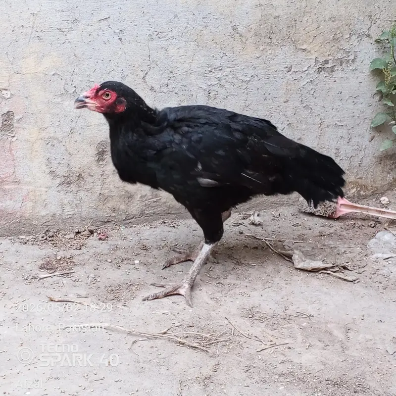 Aseel Thai Hen for sale — photo 2