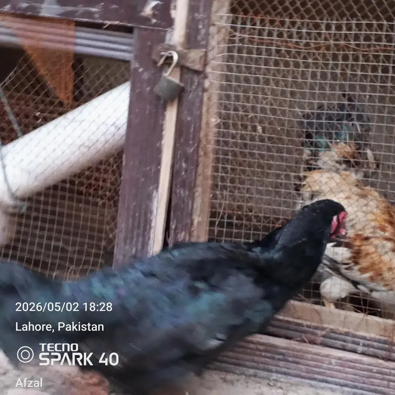 Aseel Thai Hen for sale — photo 3