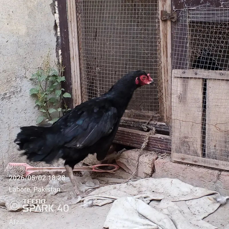 Aseel Thai Hen for sale — photo 4