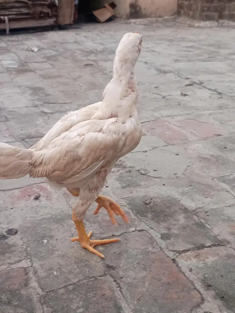 Aseel shamo top quality  pure breed — photo 2