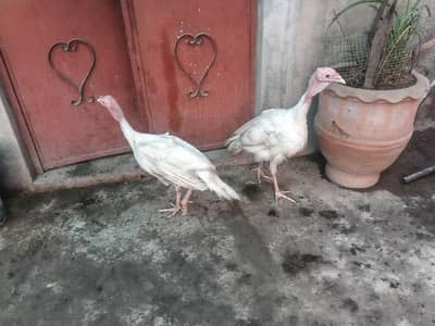 adult turkey pair