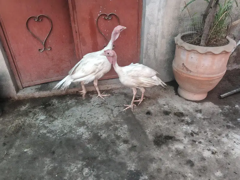 adult turkey pair — photo 2