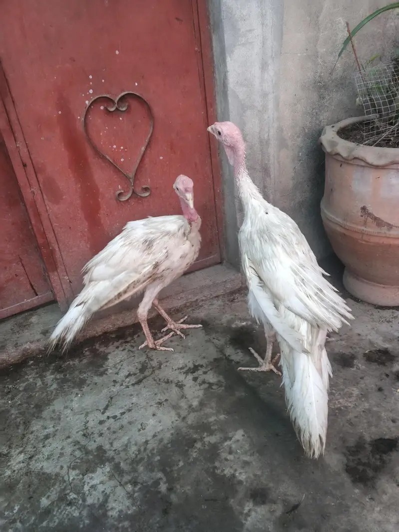 adult turkey pair — photo 3