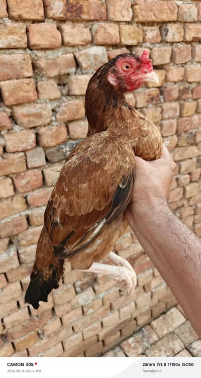 Topli quality Aseel Madi for sale