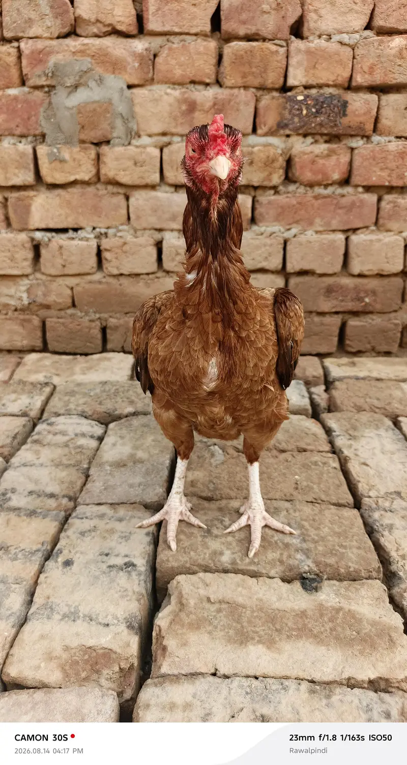 Topli quality Aseel Madi for sale — photo 2