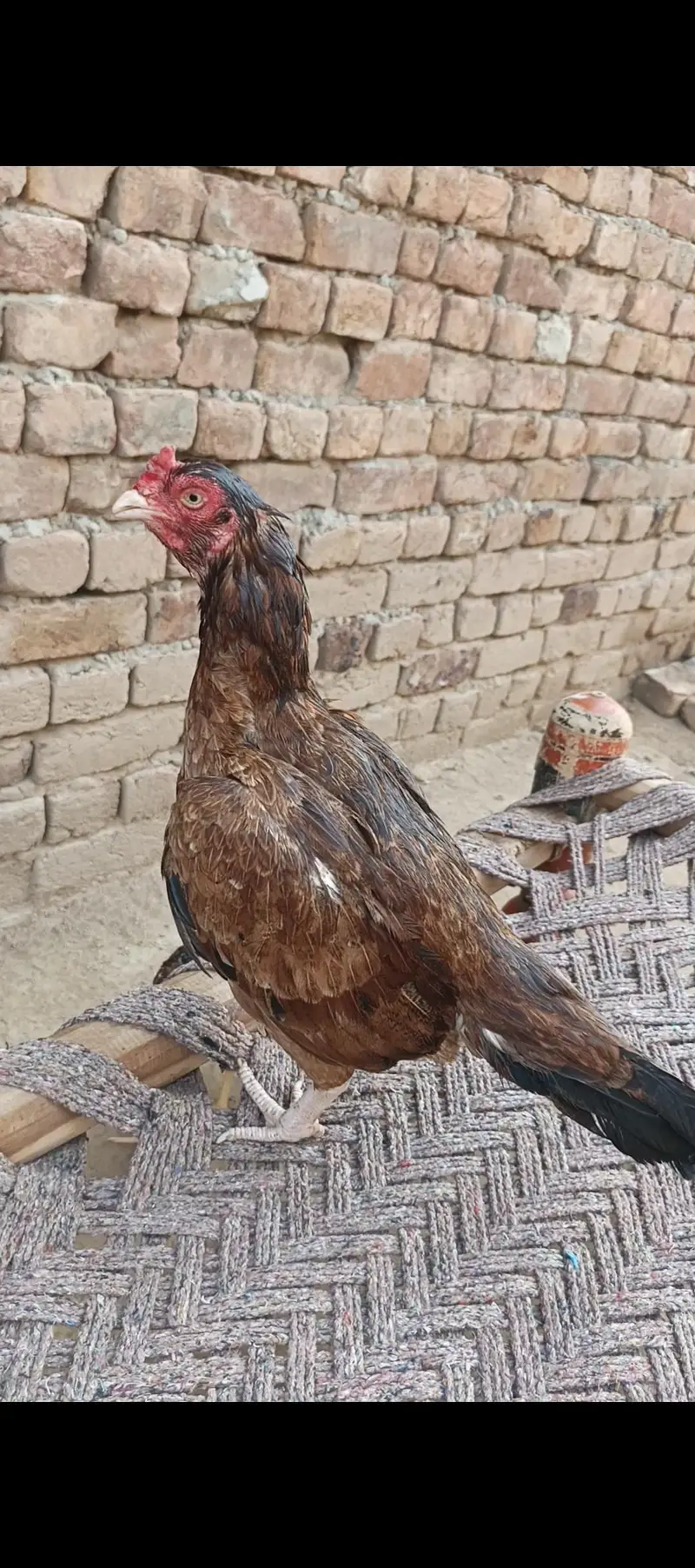 Topli quality Aseel Madi for sale — photo 3