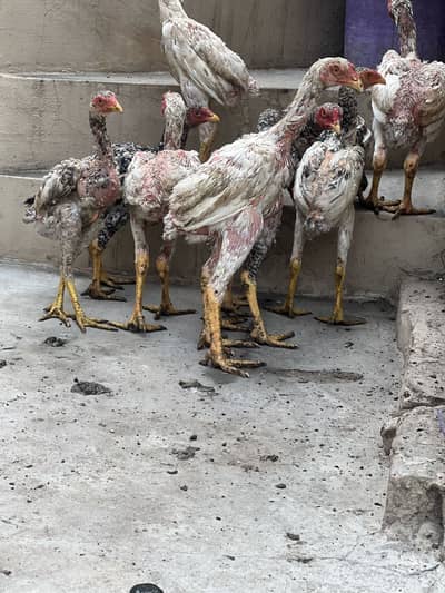 Aseel  coco shamo healthy chicks  for sale