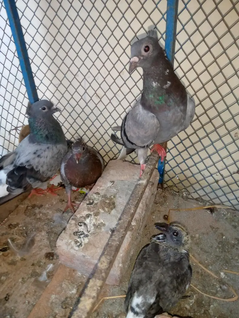 Goly Pigeon Breeder Pair with 2 Chicks Are Avalible For Sale