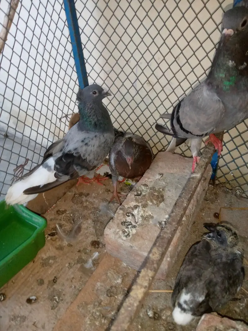 Goly Pigeon Breeder Pair with 2 Chicks Are Avalible For Sale — photo 2
