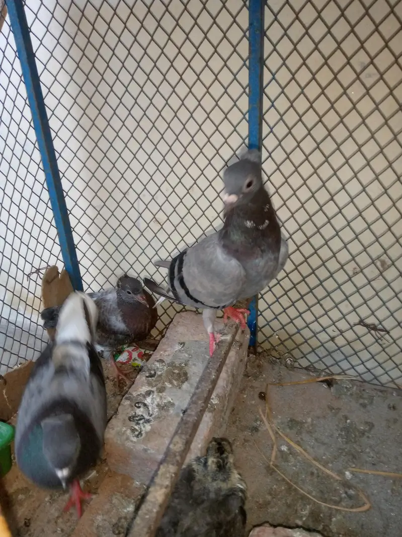 Goly Pigeon Breeder Pair with 2 Chicks Are Avalible For Sale — photo 3