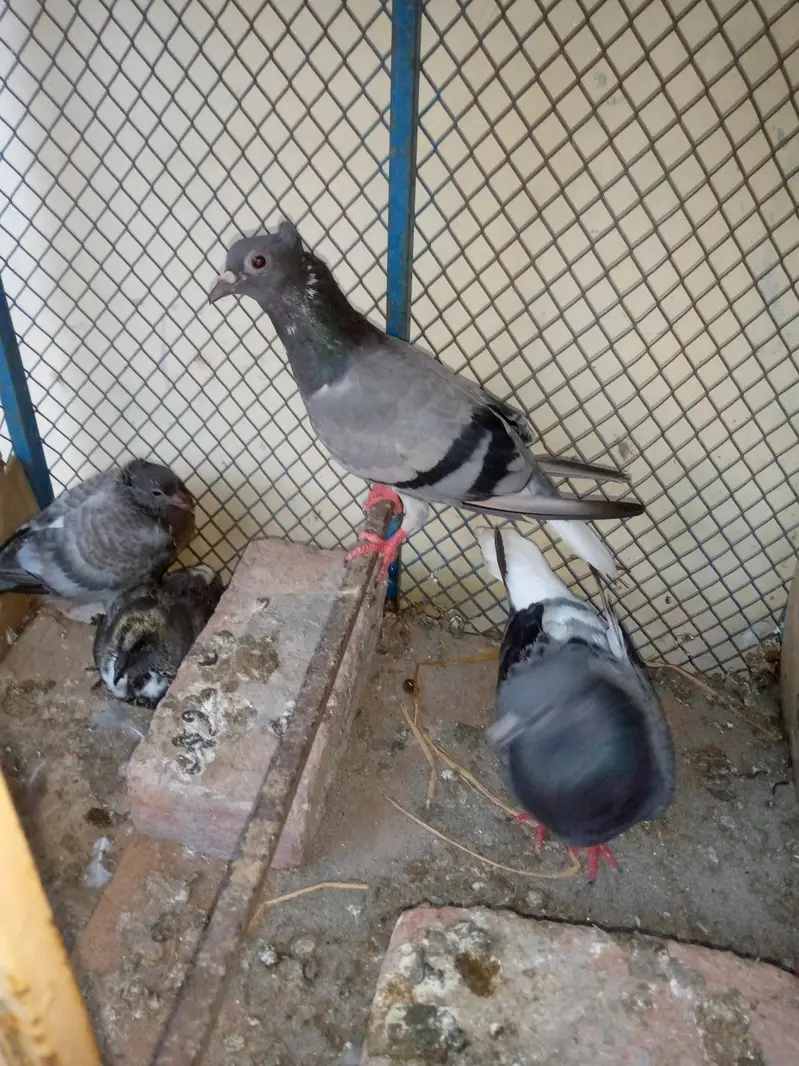 Goly Pigeon Breeder Pair with 2 Chicks Are Avalible For Sale — photo 4