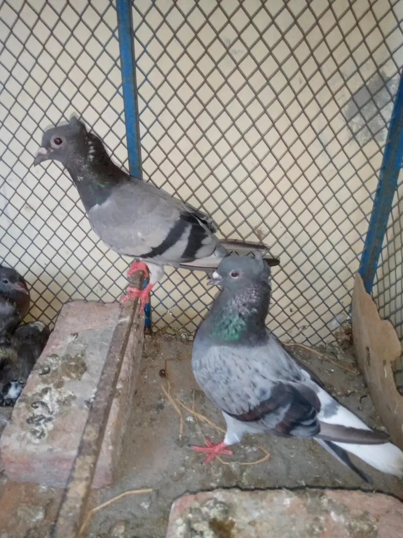 Goly Pigeon Breeder Pair with 2 Chicks Are Avalible For Sale — photo 5